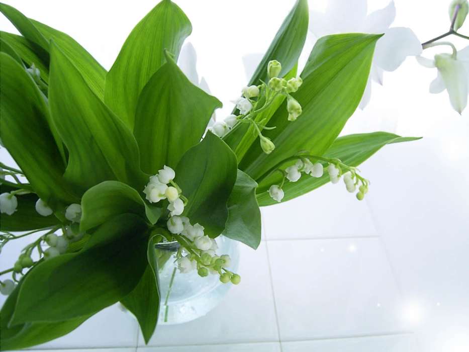 Flowers, Lily of the valley, Plants