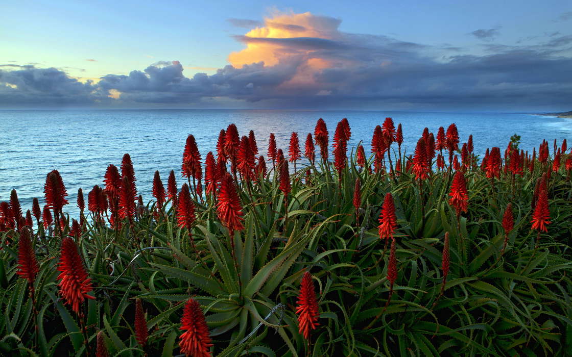 Flowers,Sea,Landscape