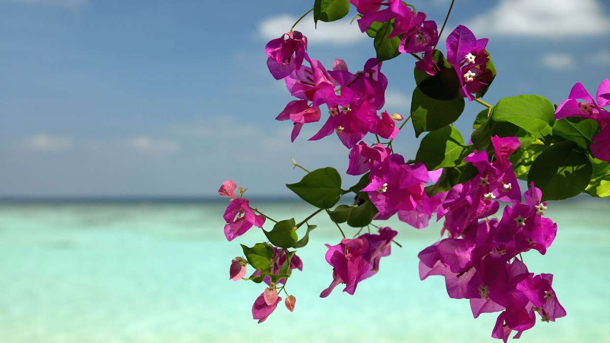 Flowers, Sea, Landscape, Plants