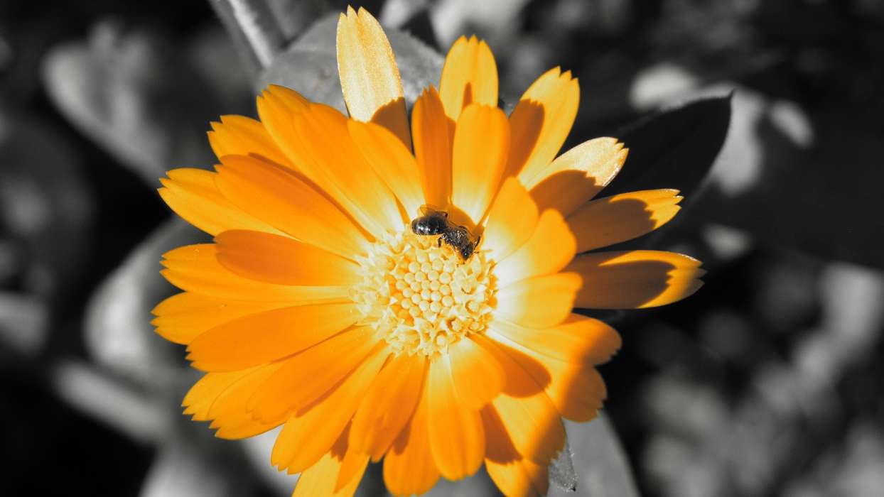 Flowers,Insects,Bees