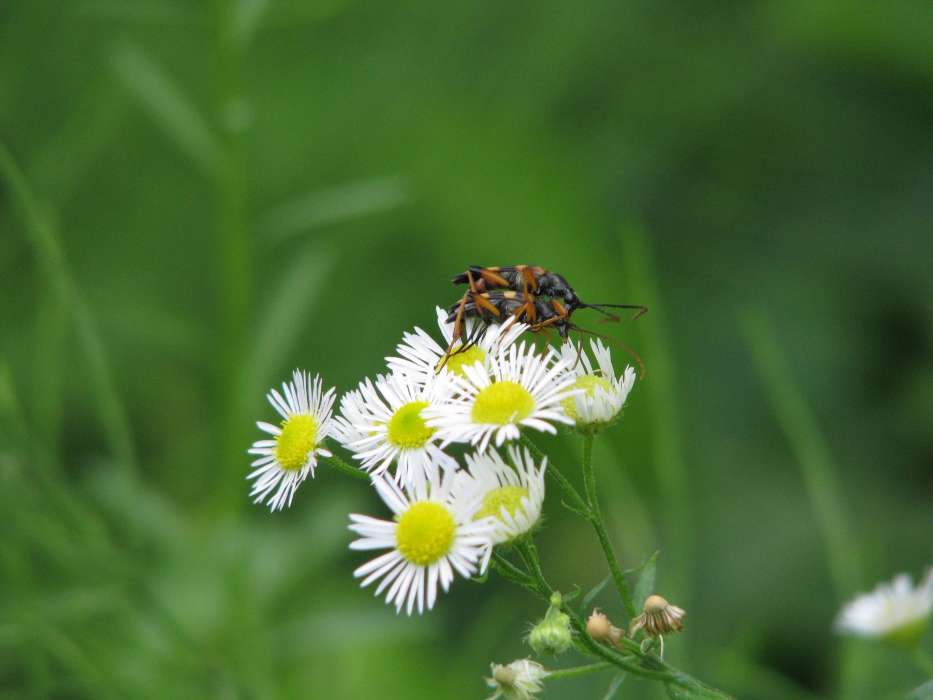 Plants, Flowers, Insects, Camomile