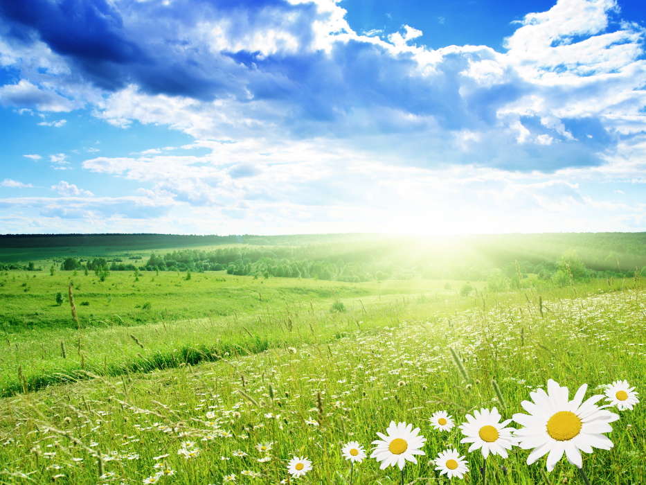 Flowers, Sky, Nature, Sun