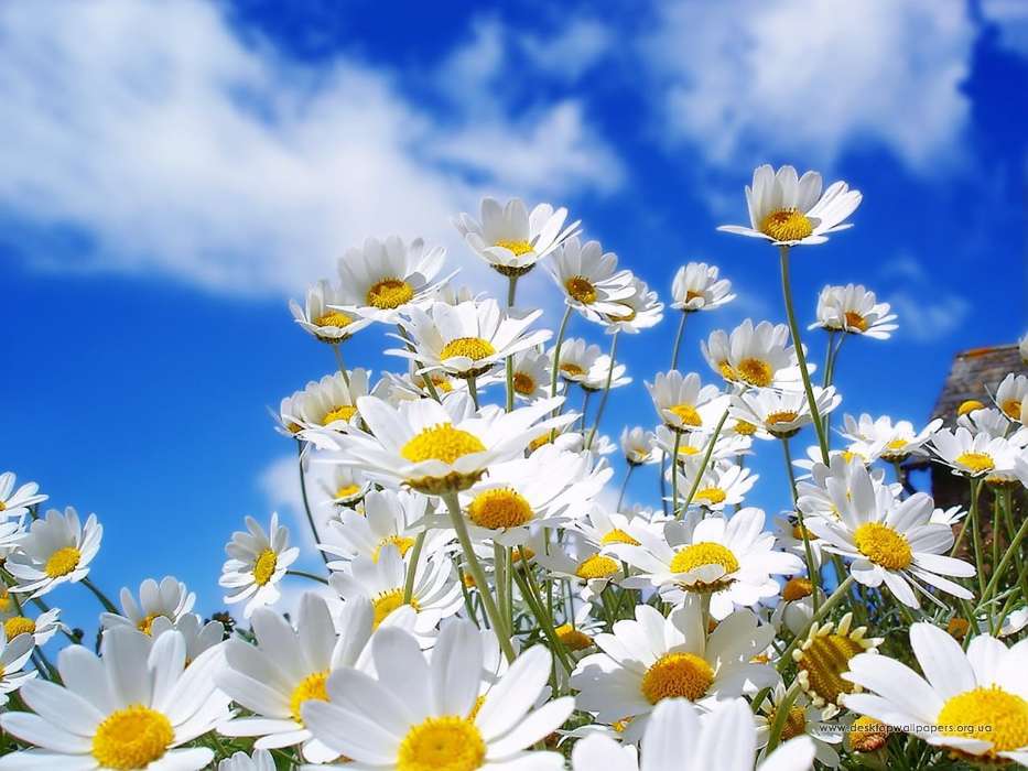 Flowers, Sky, Plants, Camomile