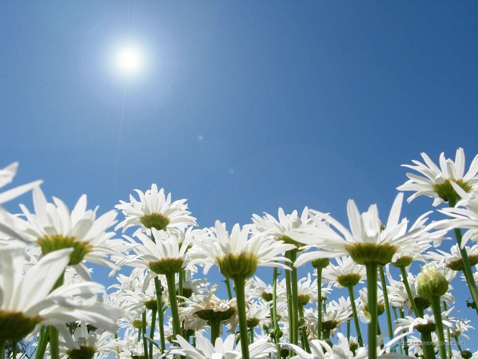 Plants, Flowers, Sky, Sun, Camomile