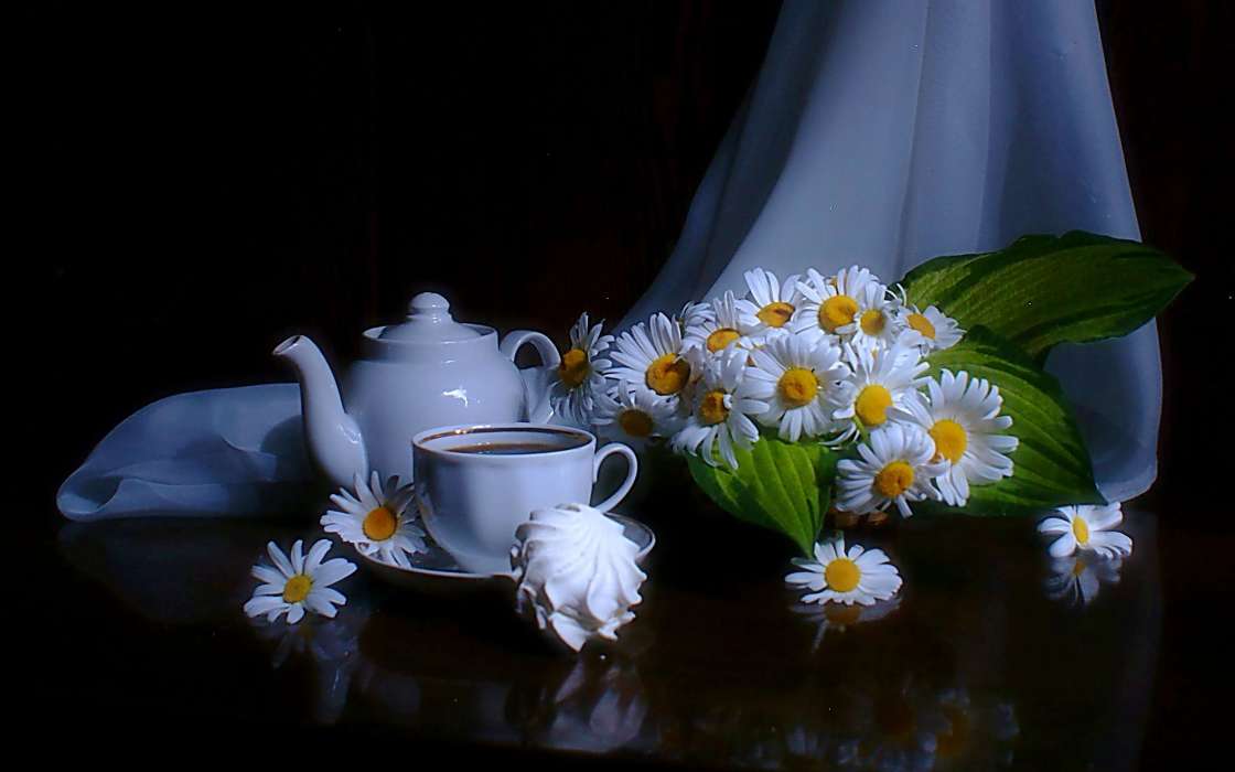 Flowers,Objects,Plants,Camomile