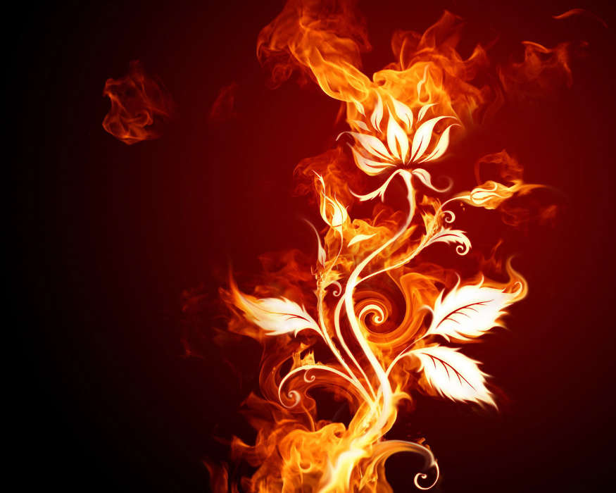 Plants, Flowers, Fire