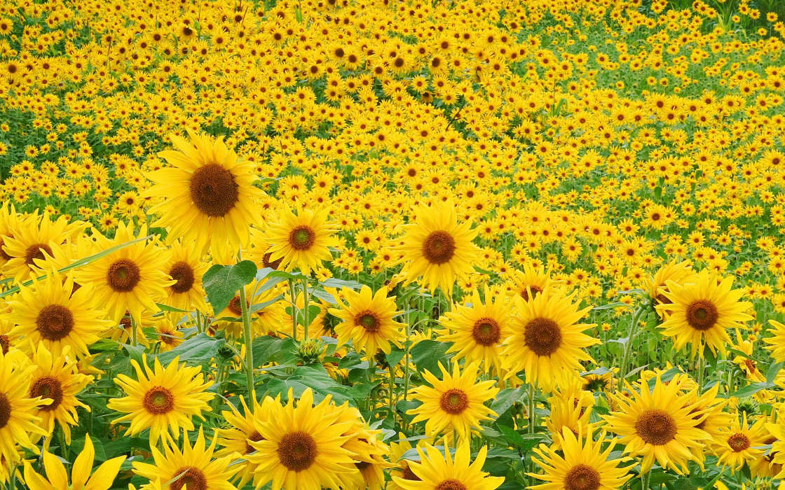 Flowers,Landscape,Sunflowers,Fields