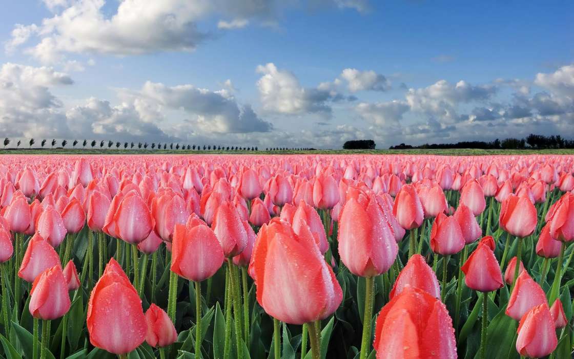 Flowers,Landscape,Fields,Tulips