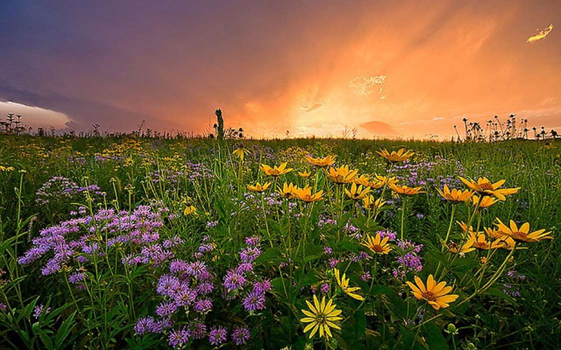 Flowers,Landscape,Fields,Sunset