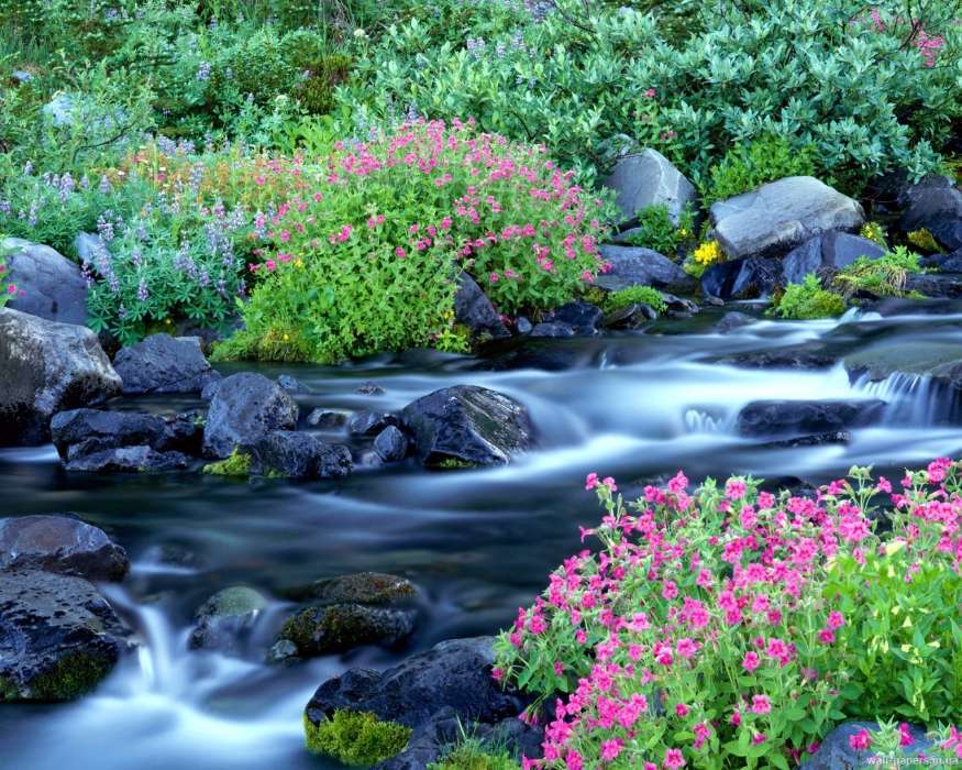 Plants, Landscape, Flowers, Rivers