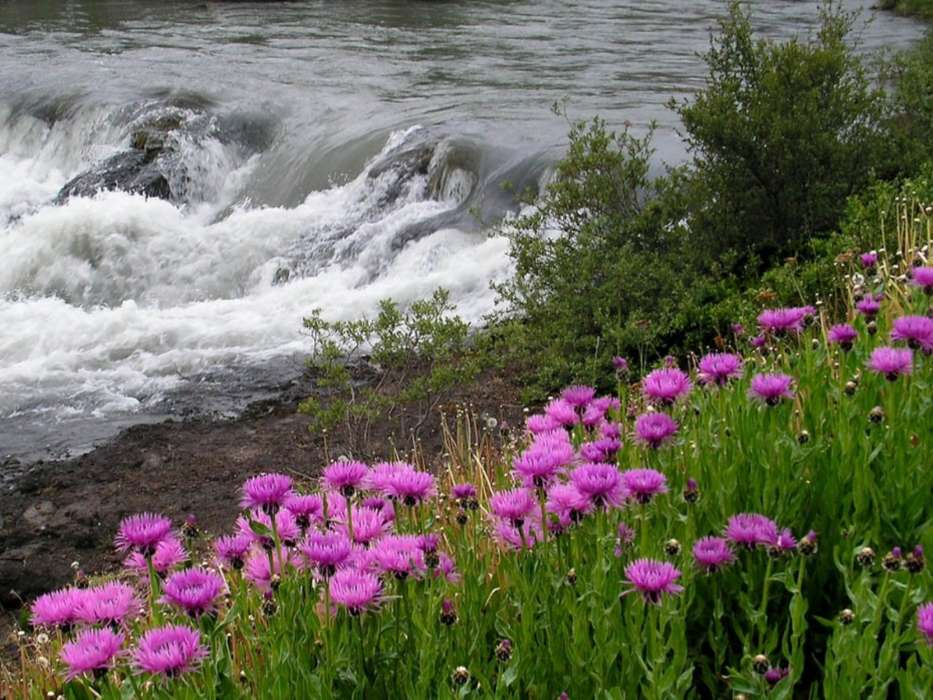 Flowers, Landscape, Rivers