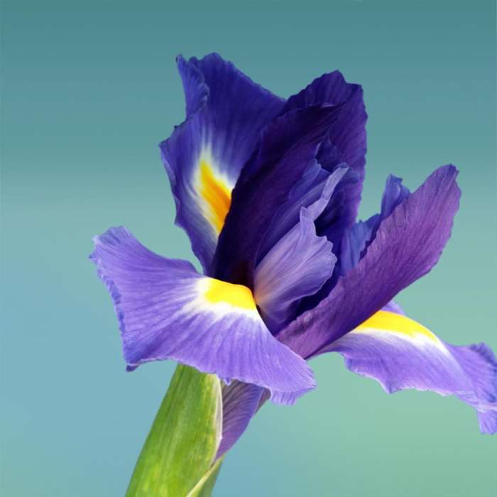 Flowers, Plants, Iris