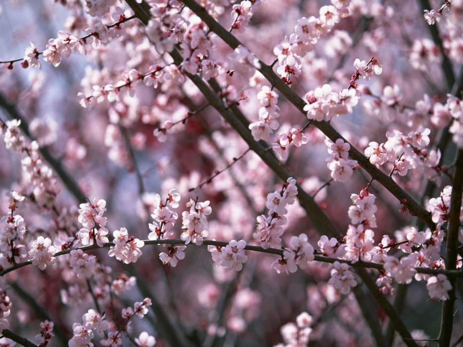 Plants, Flowers, Cherry, Sakura