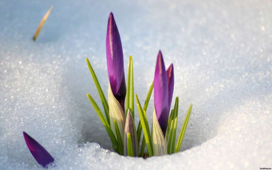 Flowers, Plants, Snow, Winter