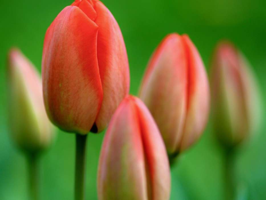 Flowers, Plants, Tulips