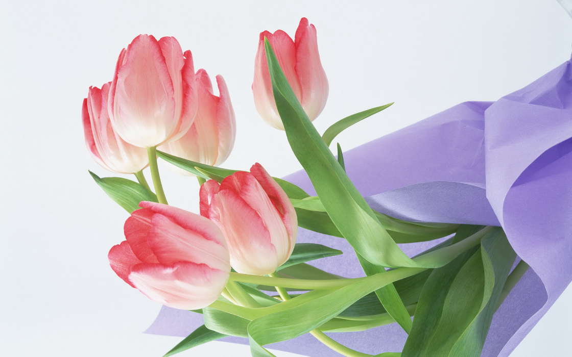 Flowers,Plants,Tulips