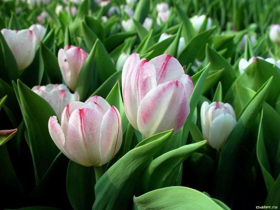 Plants, Flowers, Tulips