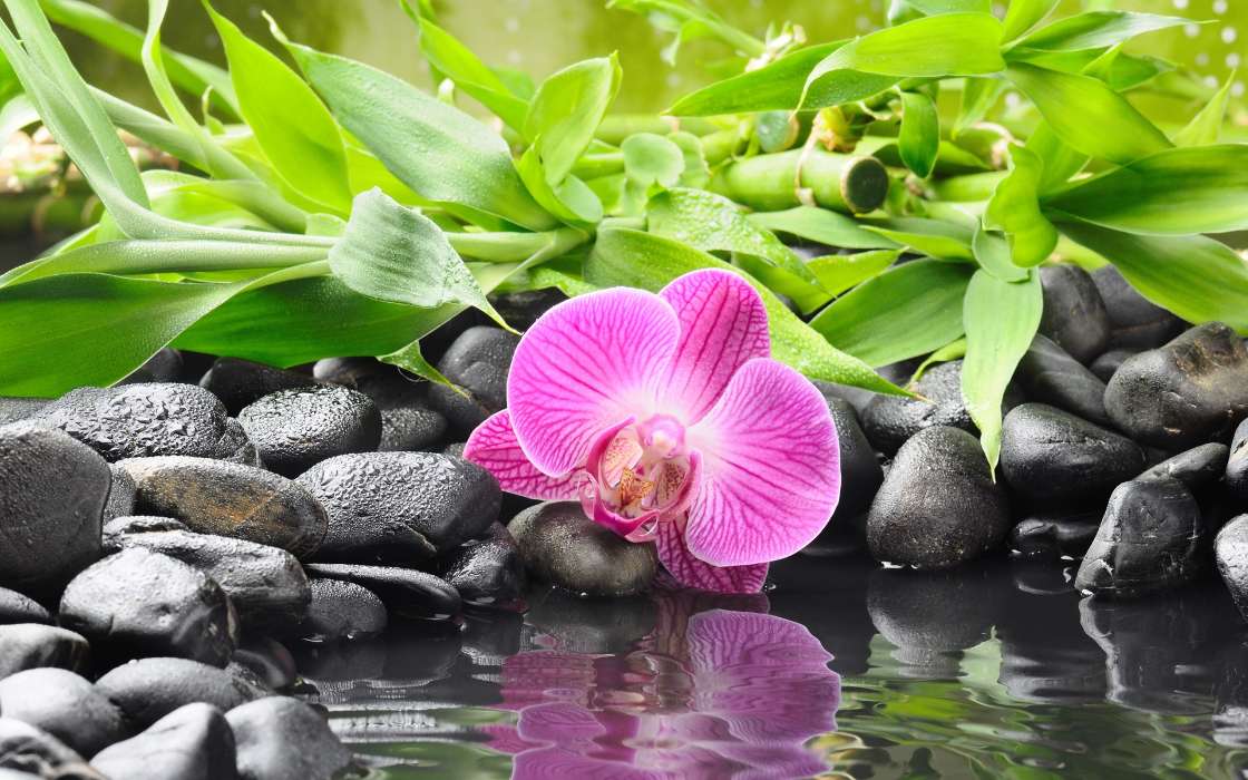 Flowers, Plants, Water