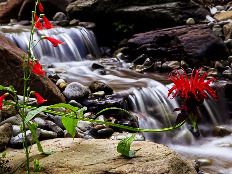 Plants, Flowers, Waterfalls