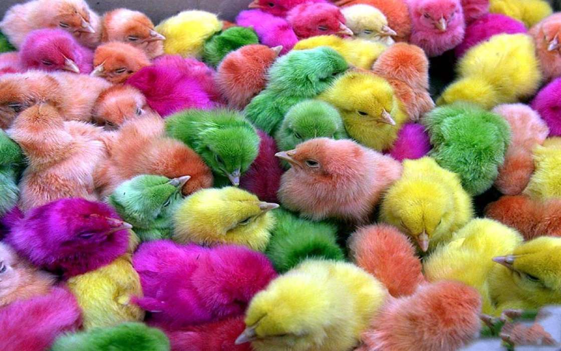 Chicks, Birds, Animals