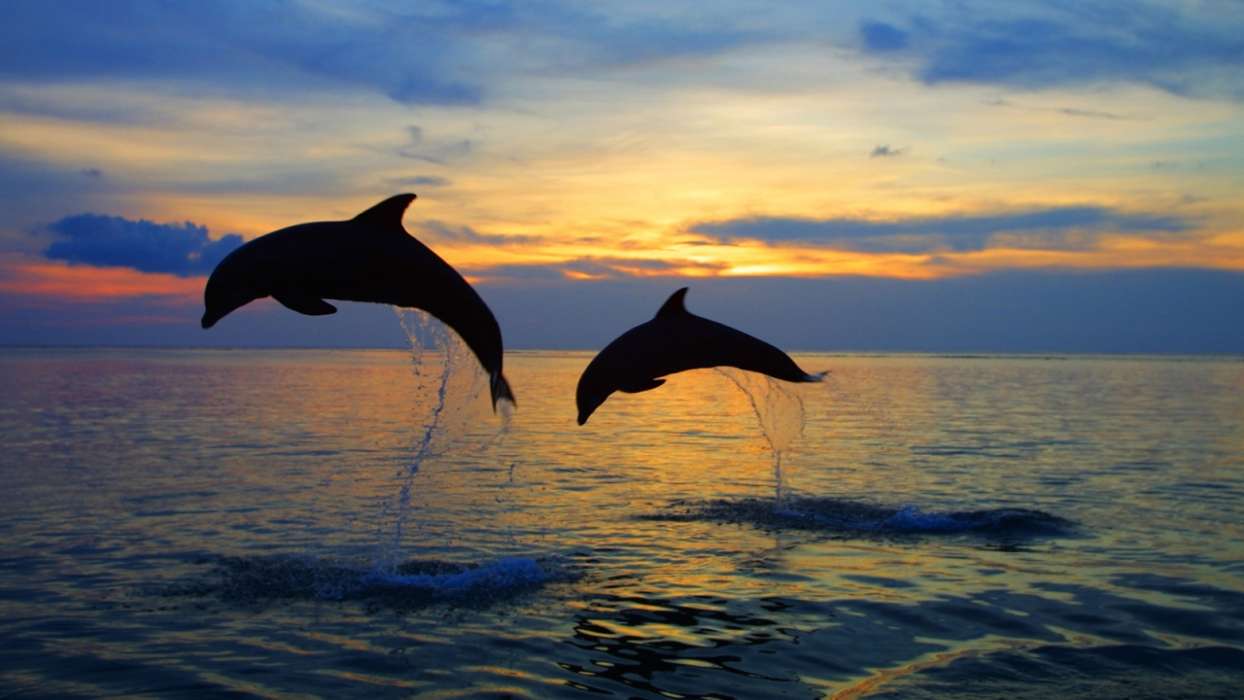 Dolfins,Sea,Landscape,Animals