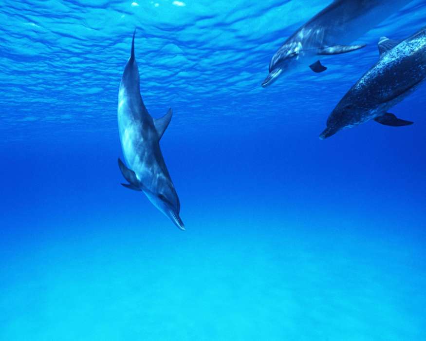 Animals, Water, Dolfins, Sea, Fishes