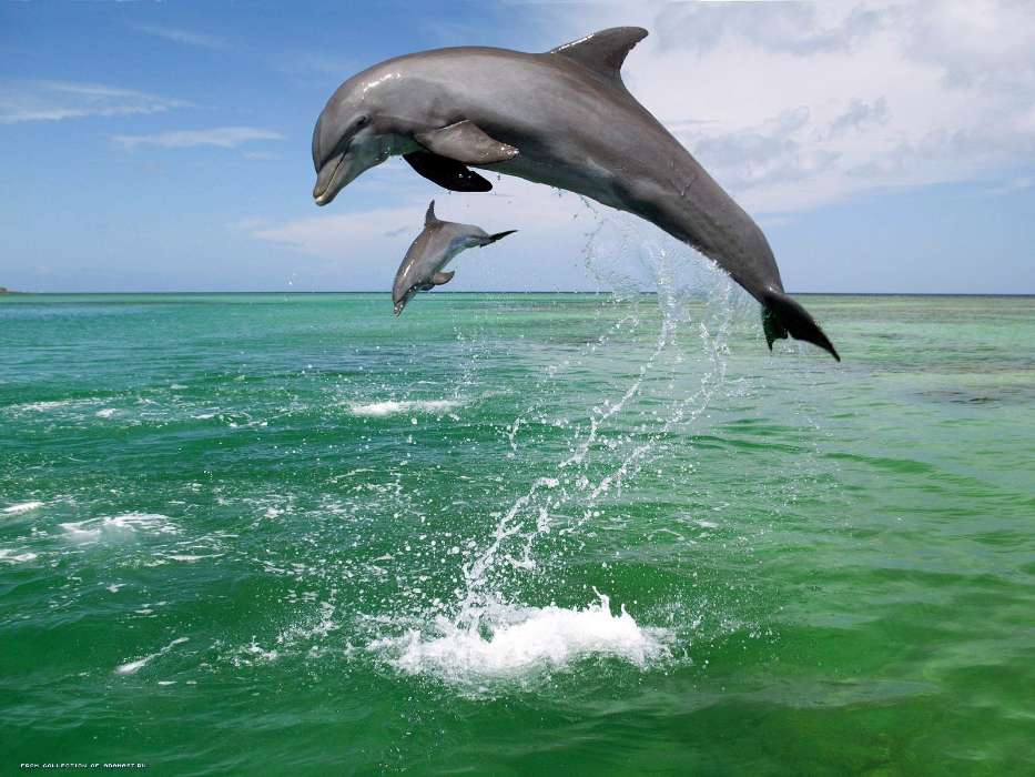 Animals, Water, Dolfins, Sea