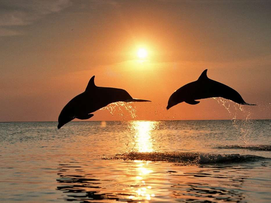 Dolfins,Sea,Sunset,Animals