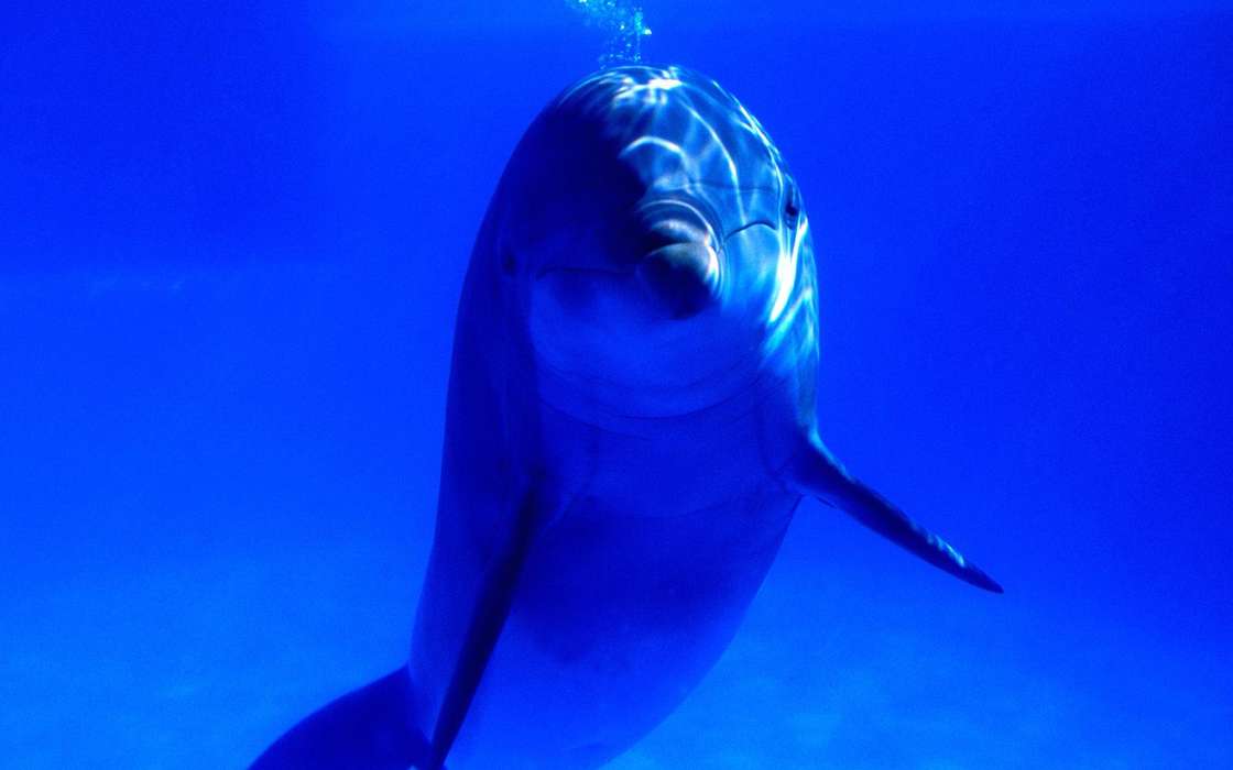 Dolfins, Sea, Animals