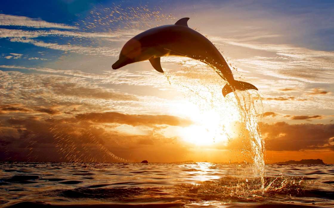 Dolfins,Landscape,Animals