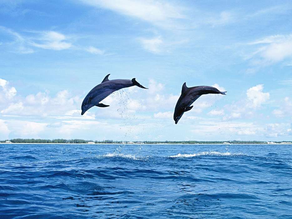 Animals, Nature, Dolfins