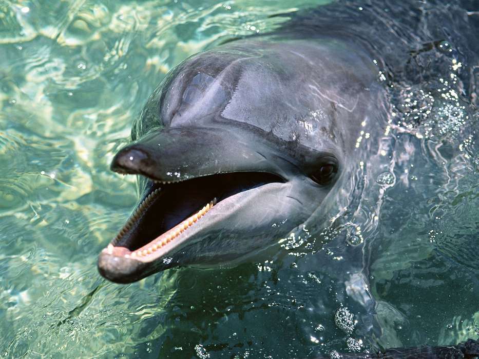 Animals, Water, Dolfins