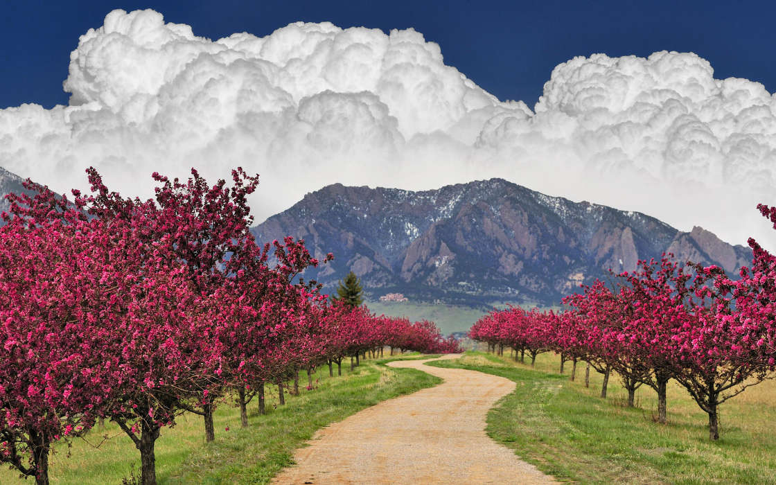 Trees, Roads, Mountains, Clouds, Nature