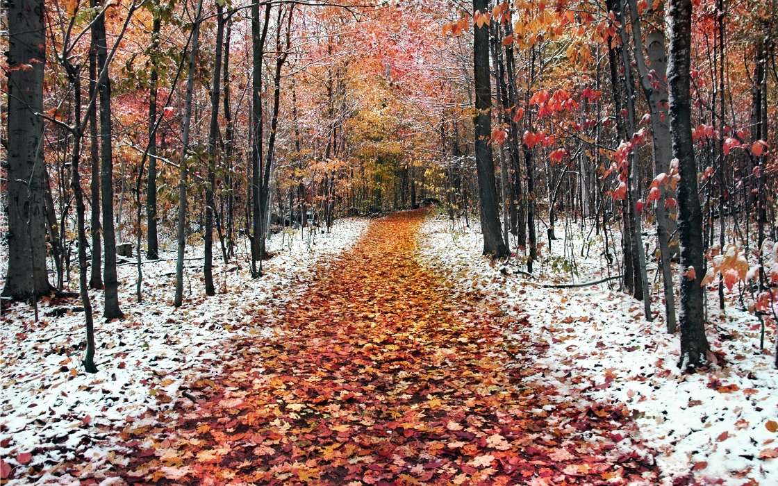 Trees, Roads, Leaves, Autumn, Landscape
