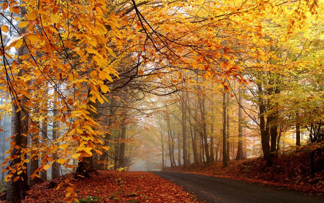 Trees, Roads, Leaves, Autumn, Landscape