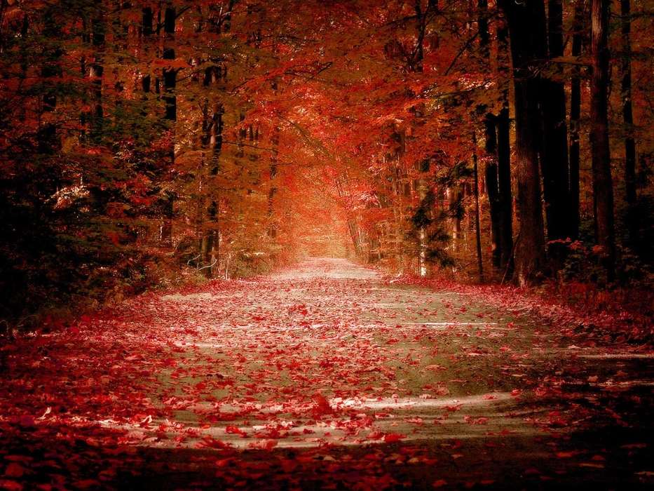 Landscape, Trees, Roads, Autumn, Leaves