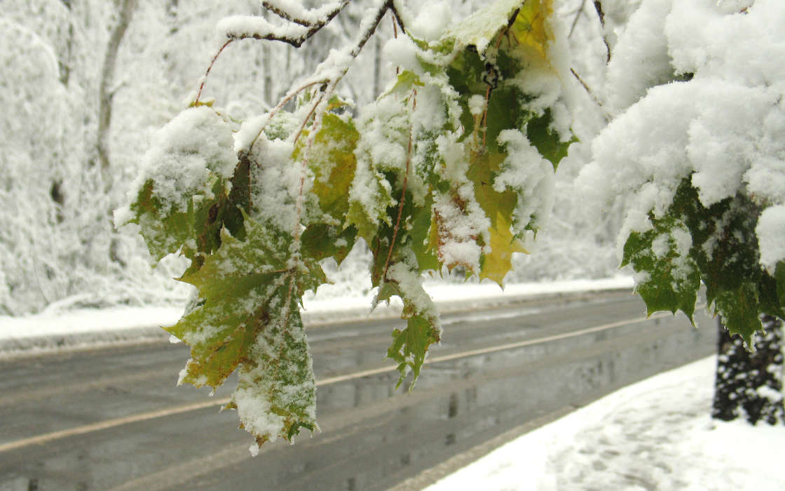 Trees, Roads, Leaves, Landscape, Snow, Winter