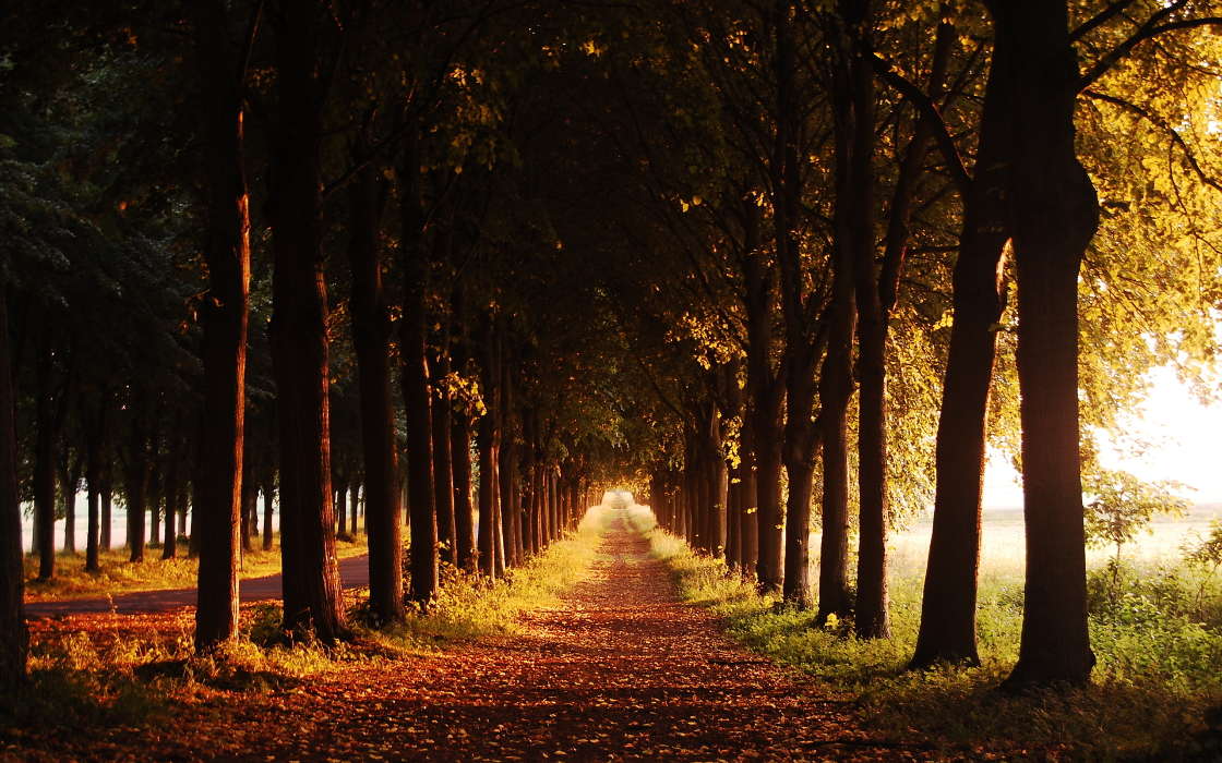 Trees, Roads, Autumn, Nature
