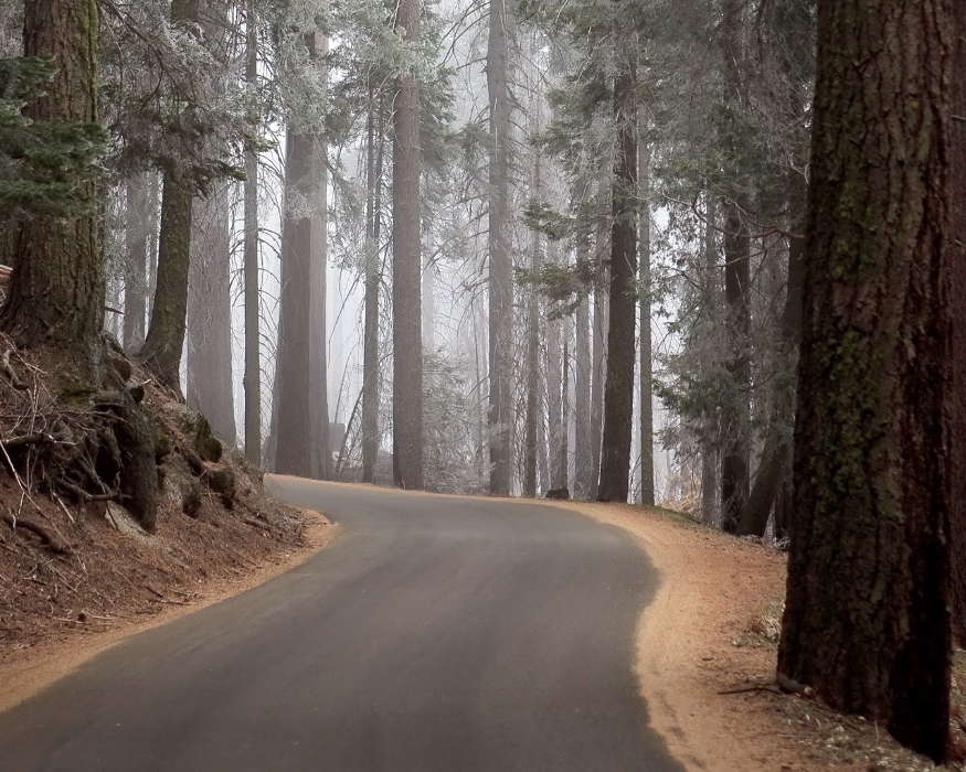 Trees, Roads, Nature