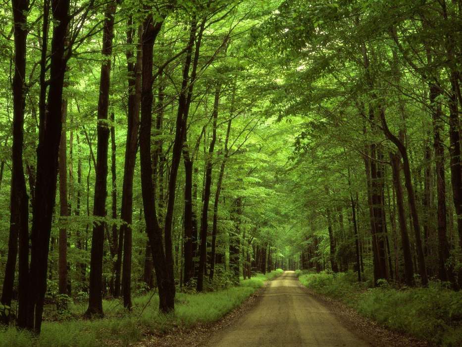 Trees, Roads, Nature
