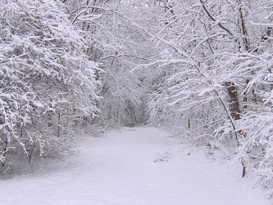 Trees, Roads, Nature, Snow, Winter