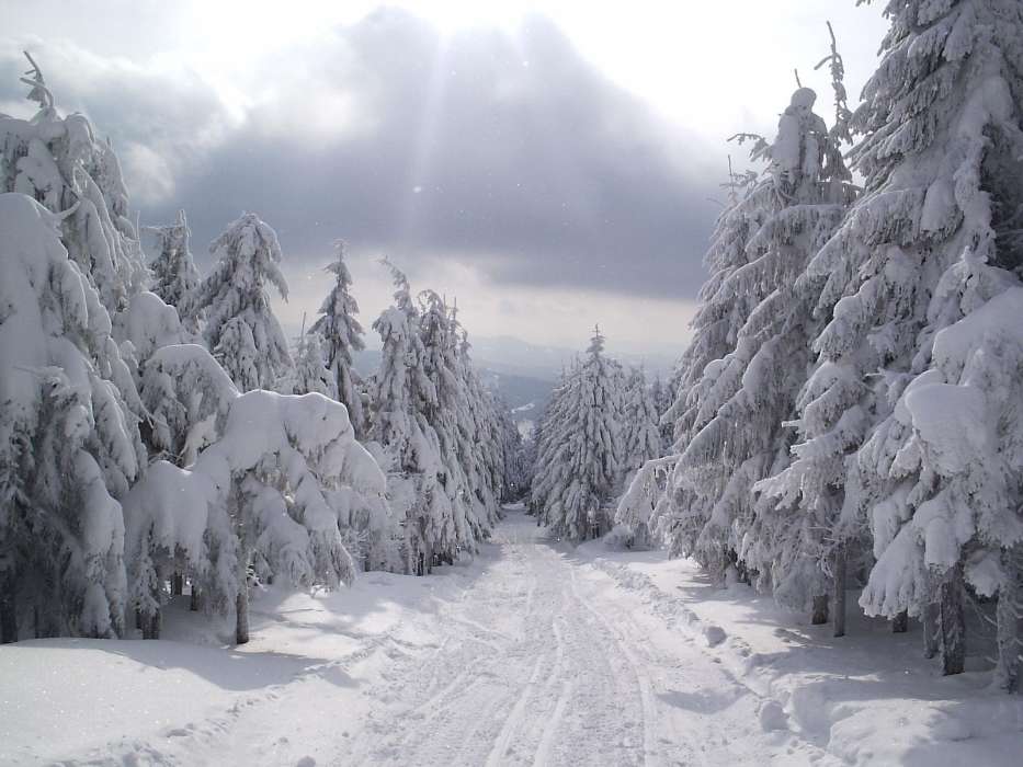 Landscape, Winter, Trees, Roads, Snow