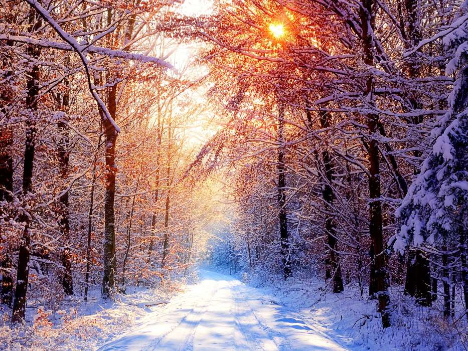 Landscape, Winter, Trees, Roads, Sun
