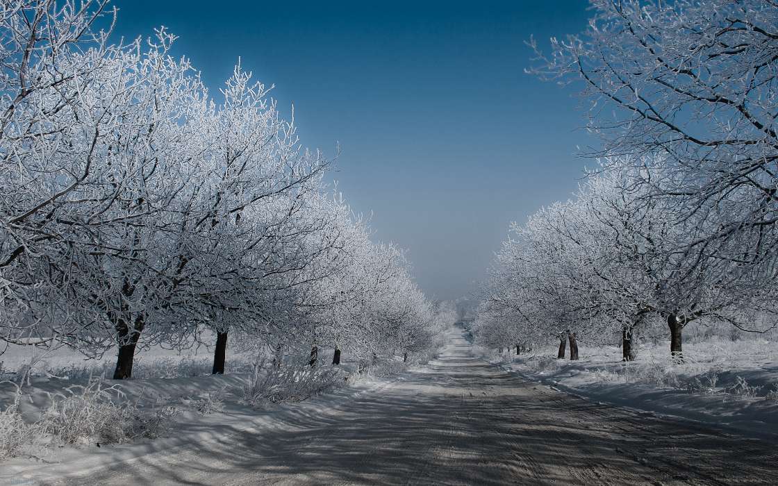 Trees,Roads,Landscape,Winter