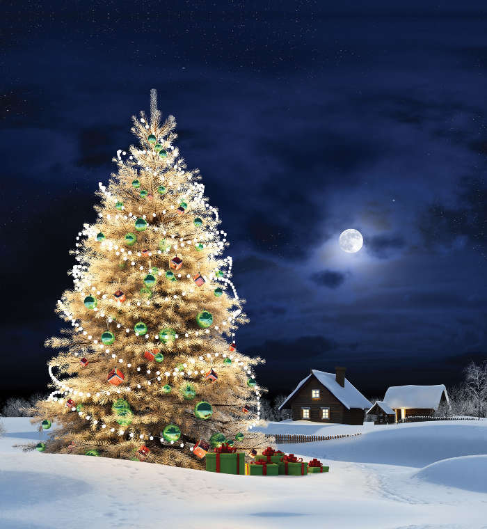 Trees, Fir-trees, New Year, Landscape, Holidays, Christmas, Xmas, Winter