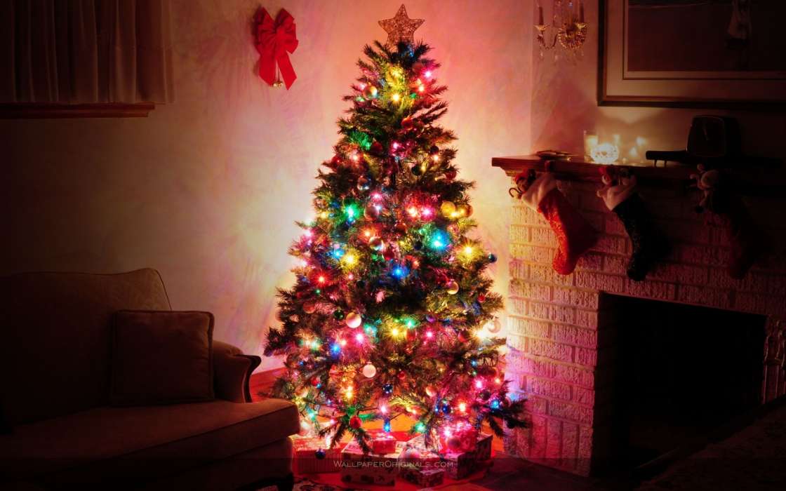 Holidays, Plants, Trees, New Year, Fir-trees, Christmas, Xmas