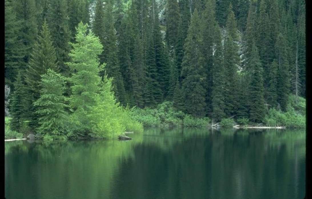 Trees, Fir-trees, Lakes, Landscape