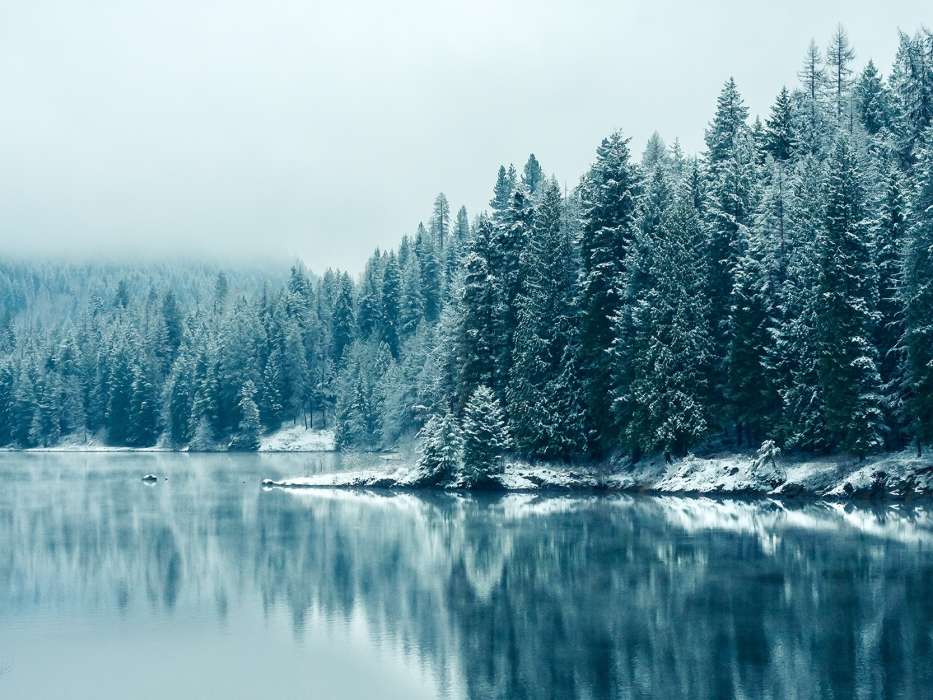 Trees, Fir-trees, Landscape, Rivers, Snow, Winter
