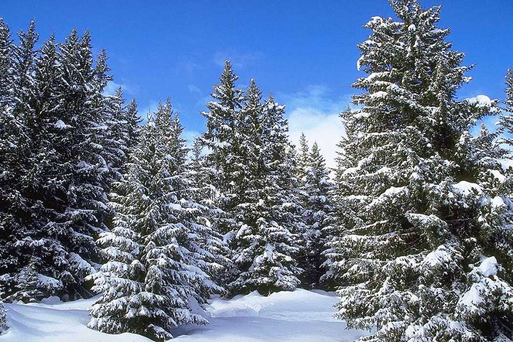 Trees, Fir-trees, Landscape, Snow, Winter