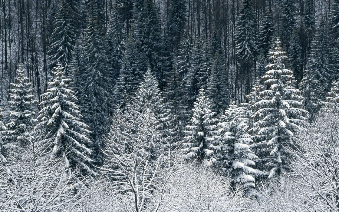 Trees, Fir-trees, Landscape, Snow, Winter